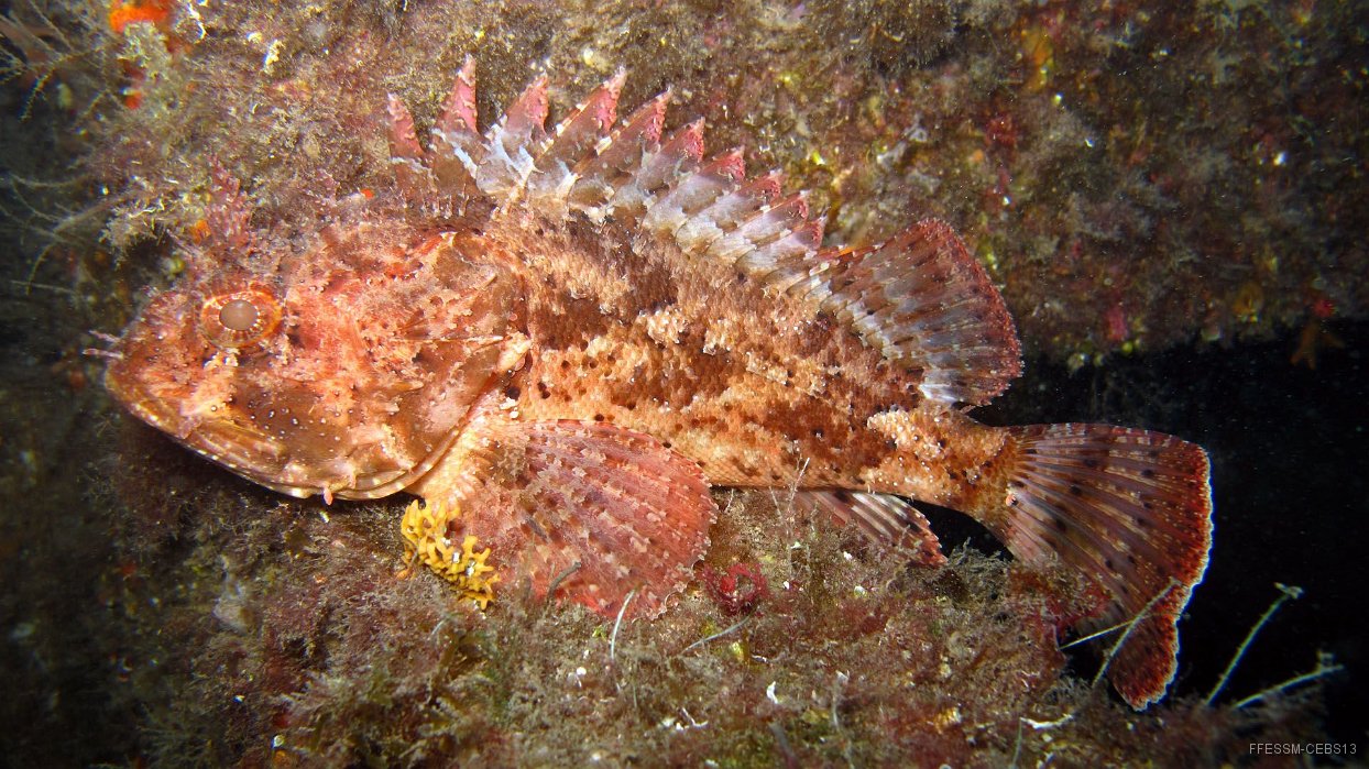 030 Rascasse brune (Scorpaena porcus).JPG - Rascasse brune (Scorpaena porcus) : Taille moyenne, pas de lambeau de peau sur la tête, appendice cutané sur les yeux